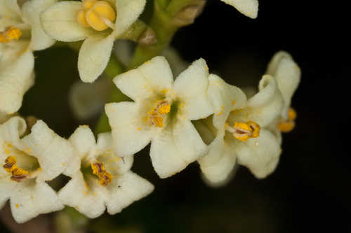 Osmanthus americanus #17